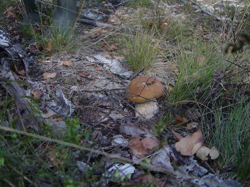 Сбор грибов в лесу возле Шацких озер